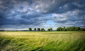 Средната рента на декар на „Адванс Терафонд“ спада за втора поредна стопанска година