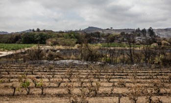 Франция отпуска 130 млн. евро за изкореняване на лозя заради спадащото търсене 
