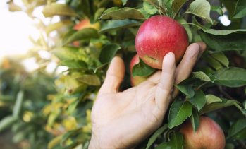 Доверието към продуктите на българските фермери се засилва
