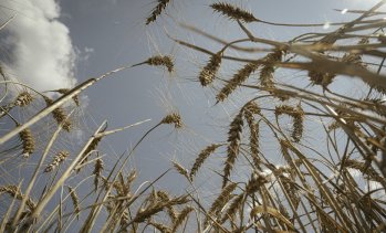 Износът на руска пшеница през Азовско море се сви наполовина през юли