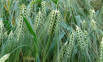 Пшеницата и царевицата поевтиняха на световните борси през седмицата