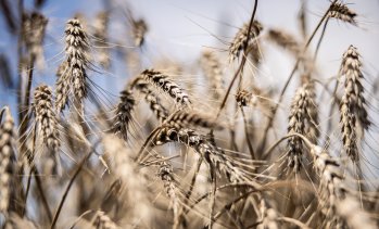 Най-големите производители на пшеница в света започват бавно новия сезон