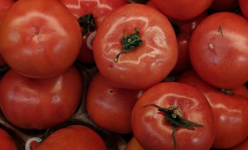 Цената на едро на доматите у нас е нараснала с 16% тази седмица