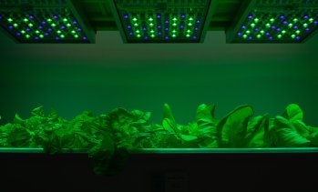 Най-високата вертикална ферма в света отваря врати в Сингапур