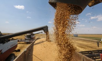 Пшеницата и царевицата в САЩ поскъпват през седмицата заради силния износ