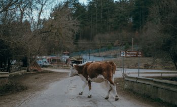 Фонд &bdquo;Земеделие&ldquo; дава извънредно 42,6 млн. евро за земеделци и животновъди