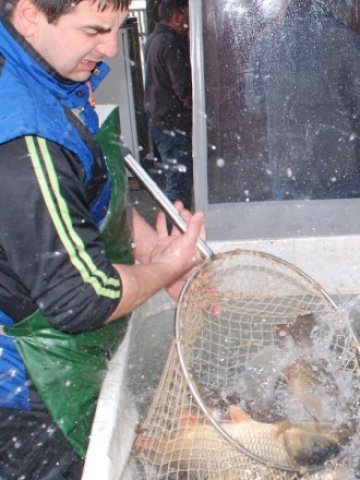 <p>
	На Никулден традиционно най-много се търсят шараните</p>
<p>
	Снимка: БТА</p>
