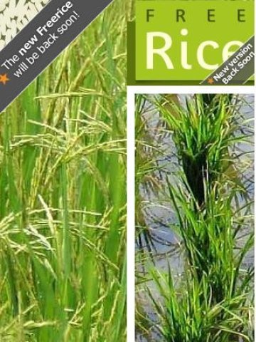 Сайтът набира ориз за гладуващите по света и предоставя безплатно обучение. Снимка: Freerice