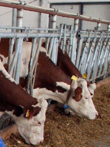 <p>
	<em>Вносните фуражи, които съдържат генетична соя над 0,9%, трябва да имат съответните означения, за да предупреждават фермерите, които използват екологично чисти продукти </em>&nbsp; &nbsp; &nbsp; Снимка: БТА&nbsp;</p>
