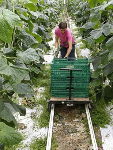 <p>
	Собствениците на оранжерии в цяла Европа регистрираха сериозни загуби, докато страхът от опасния щам на ешерихия коли отмине. <em>Снимка: Ройтерс</em></p>
