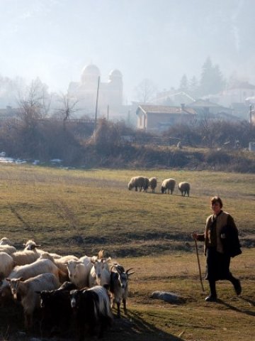 <p>
	Дребните животновъди започнаха да подават проекти за модернизация едва от миналата година. &nbsp; &nbsp; &nbsp;<em>Снимка: БТА</em></p>
