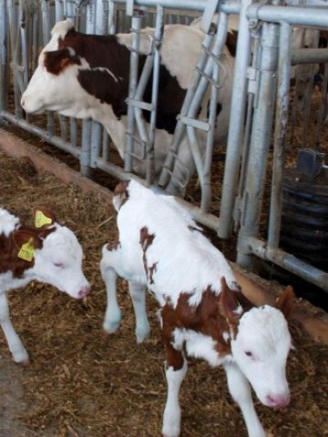 <p>
	Агропроектите за обновяване на животновъдните ферми се увеличават през последните месеци</p>
<p>
	Снимка: БТА</p>
