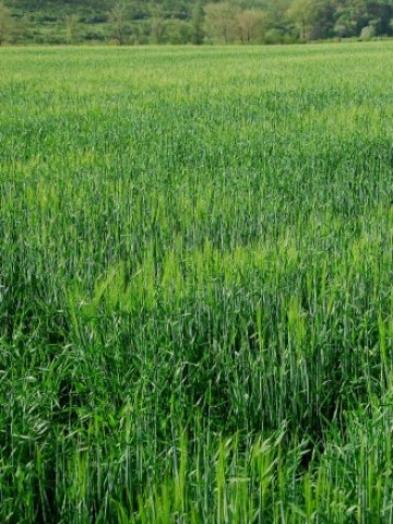 <p>
	<em>Заради дъждовете жътвата тази година ще започне след 5 юли</em> &nbsp; &nbsp; &nbsp; &nbsp; &nbsp;Снимка: БТА</p>
