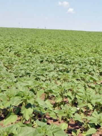 <p>
	Секторът се нуждае от бързо изплащане на субсидиите, за да покрие част от кридитите по есенната сеитба</p>
<p>
	Снимка: БТА</p>
