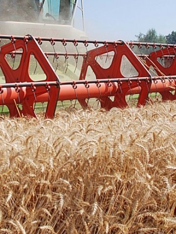 <p>
	Жътвата тази година започна при сухо време, което ще гарантира доброто качество на пшеницата.&nbsp;<em>Снимка: БТА</em></p>
