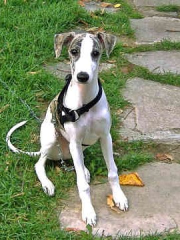 Уипетите са известни с приятелския си нрав и широката усмивка.