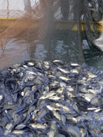 <p>
	<em>Най-много европейски субсии досега са използвани за инвестиции в развъдни стопанства</em> &nbsp; &nbsp; &nbsp;Снимка: БТА</p>
