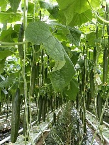 <p>
	Снимка: Ройтерс</p>
