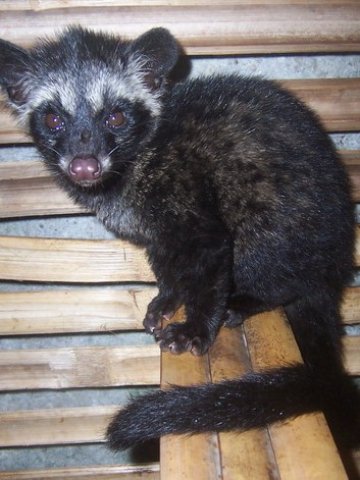 Полските животинки, отглеждани в клетка, произвеждат кафе с по-различен вкус и може да влошат имиджа на най-скъпото кафе в света. 