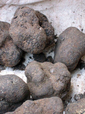 <p>Бял трюфел. Снимка:  Poppy. Лиценз: <a target="_blank" href="http://creativecommons.org/licenses/by/2.0/deed.en">Creative Commons</a></p>