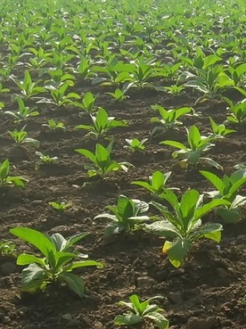 <p>
	Изкупните цени на тютюна у нас са по-ниски от миналогодишните. Снимка: <em>stock.xchng</em></p>
