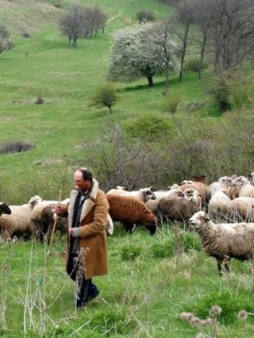 <p>
	За да получат допълнителни субсидии за отглеждане на животни в планински региони, стопаните трябва да разполагат с модерни торища. <em>Снимка: БТА</em></p>
