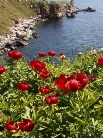 <p>
	<em>Голяма част от незаконните строежи попадаха в екологичната мрежа Натура &nbsp; </em>&nbsp; Снимка: БТА</p>
