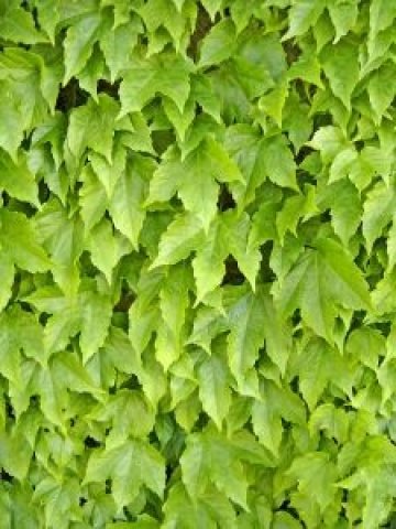 <p>
	Снимка: sxc.hu</p>
