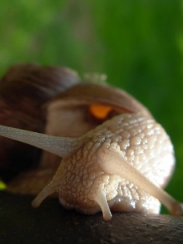 <p>
	<em>Снимка:</em> sxc.hu</p>
