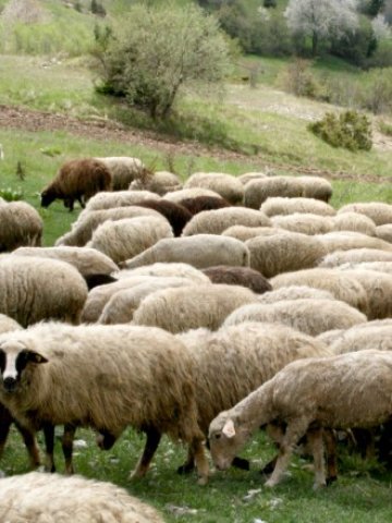 <p>
	<em>С гаранционния фонд се очаква да бъдат подпомагани и животновъдите, които на този етап почти нямат инвестиционни проекти за модернизация &nbsp;Снимка: БТА&nbsp;</em></p>
