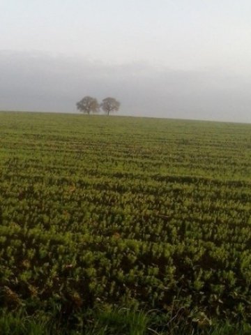 Адванс Терафонд е продал 7 212 дка през 2015 при 1 373 лв.