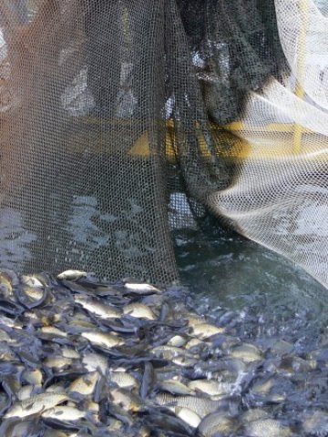 <p>
	Агенцията по рибарство нееднократно е дарявала иззетата от бракониерите риба на социални домове &nbsp; &nbsp;Снимка: БТА</p>
