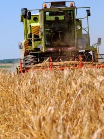 <p>
	Според пазарната логика свръхпредлагането е и причината за ниските цени на тазгодишната реколта. Снимка: <em>БТА</em></p>
