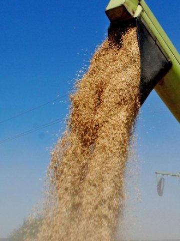 <p>
	<em>Износът на зърно е определящ за положителния баланс в търговията със селскостопански стоки </em>&nbsp; &nbsp; &nbsp; &nbsp;Снимка: БТА&nbsp;</p>
