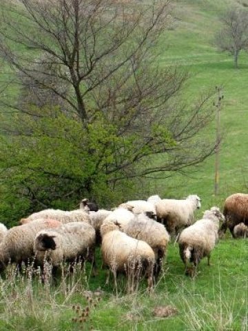 <p>
	Успоредно с отглеждането на животните, фермерите трябва да спазват изисквания за опазването и на ценни растителни видове &nbsp; Снимка: БТА</p>
