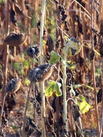 <p>
	<em>Така изглеждат слънчогледовите ниви това лято</em> &nbsp; &nbsp; &nbsp;Снимка: БТА</p>
