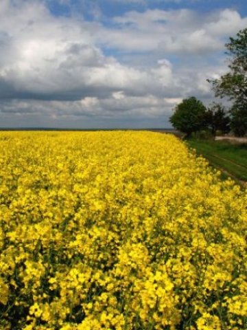 <p>
	Снимка: БТА</p>
