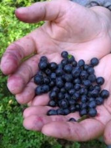 <p>
	Боровинки и малини са сред основните биологично отглеждани плодове в страната. <em>Снимка: sxc.hu</em></p>
