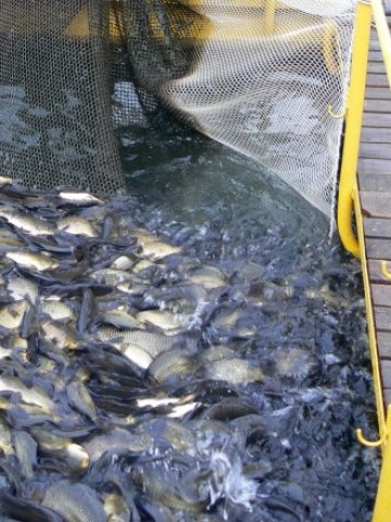 <p>
	<em>Създаването или разширяването на мощностите за преработка на риба изисква значителни инвестиции</em> &nbsp; Снимка: БТА</p>
