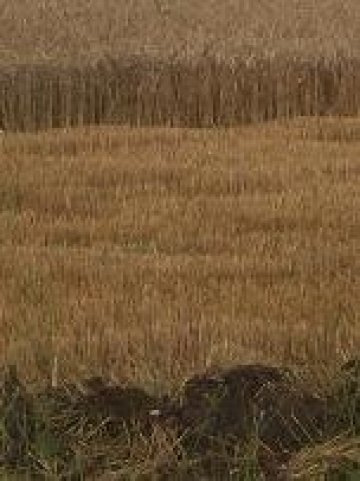 Пшенични посеви в България. Снимка: Investor.bg