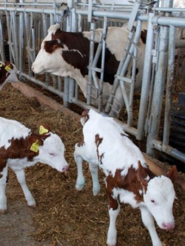 <p>
	Малка част от кравефермите са категоризирани в първа група и могат да продават качествено мляко на мандрите.&nbsp;<em>Снимка: БТА</em></p>
