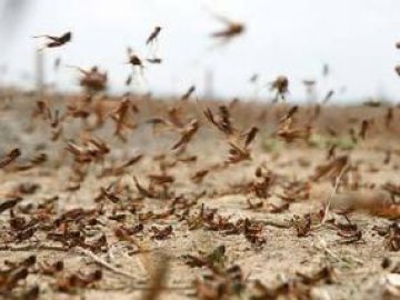 Пица с плънка от скакалци