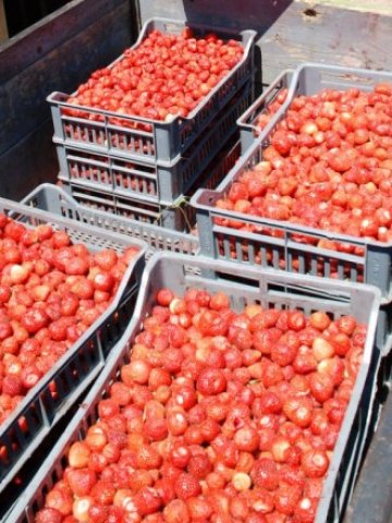 <p>
	Производителите на биологични ягоди изнасят почти цялата си продукция&nbsp;&nbsp;&nbsp;&nbsp;&nbsp;&nbsp; Снимка: БТА</p>
