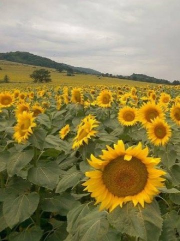 Адванс Терафонд е договорил продажбата на още 1 219 дка през август