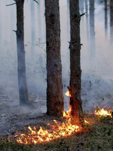 <p>
	Последните палежи унищожиха десетки хиляди декари гори.&nbsp;Снимка: БТА</p>
