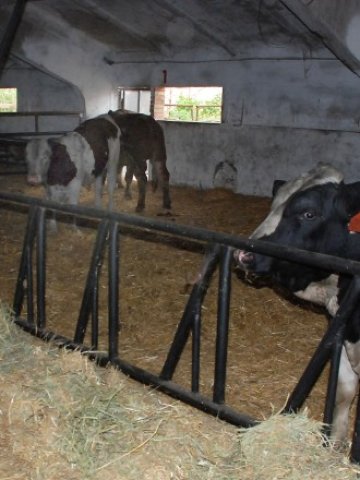 <p>
	<em>Много обори ще бъдат опразнени тази зима, предвиждат животновъди</em> &nbsp; &nbsp; &nbsp;Снимка: БТА</p>
