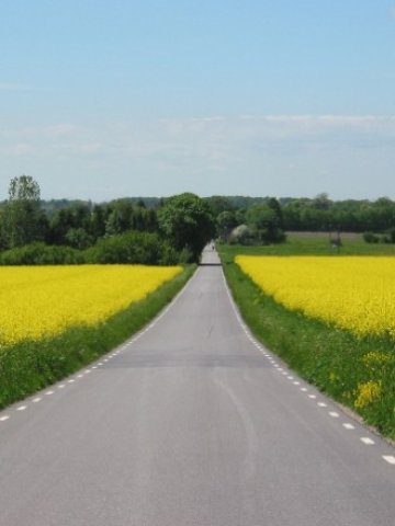 <p>
	Тазгодишната реколта от рапица ще бъде само за износ.<em> Снимка: sxc.hu</em></p>
