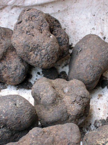 <p>Бял трюфел. Снимка:  Poppy. Лиценз: <a target="_blank" href="http://creativecommons.org/licenses/by/2.0/deed.en">Creative  Commons</a></p>