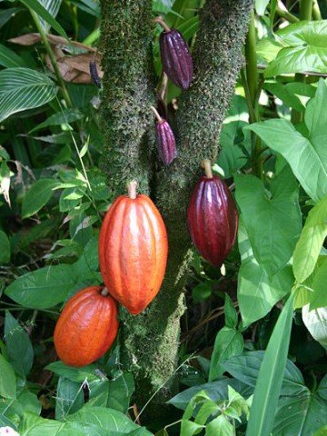 <p>Какаово дърво. Снимка: Medicaster. Лиценз: <a target="_blank" href="http://creativecommons.org/licenses/by/2.0/deed.en">Creative Commons</a></p>