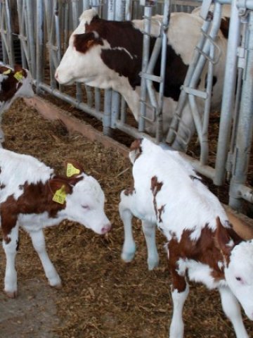 <p>
	Помощта идва навреме за малките стопанства, които искат директно да продават продукцията си в местния си регион &nbsp; Снимка: БТА</p>
